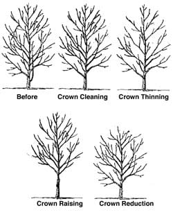 Pruning diagram