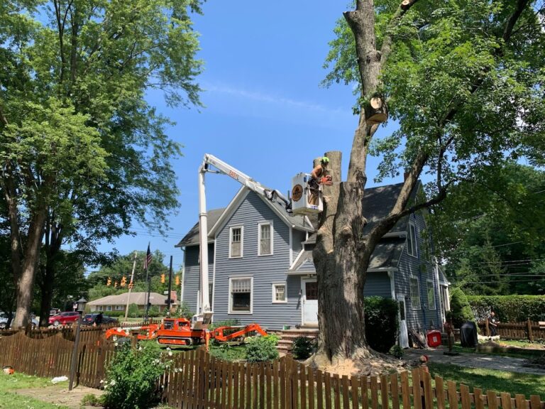 Old tree removal