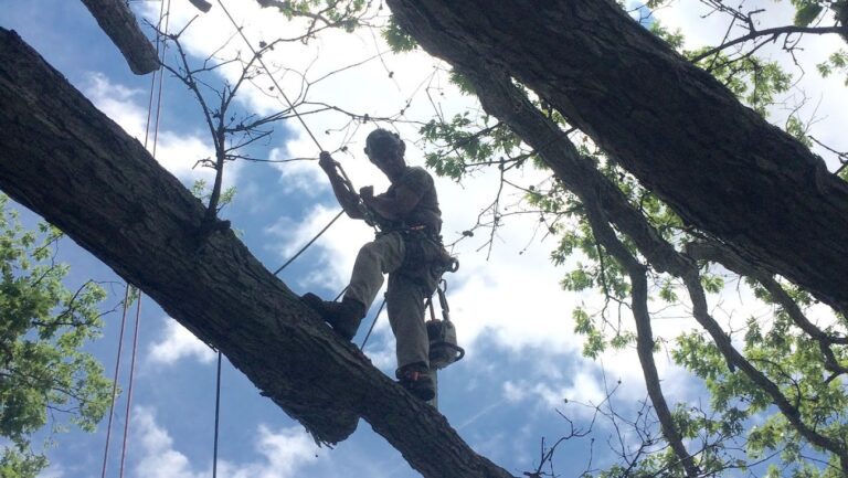 Certified Arborist in tree with harness