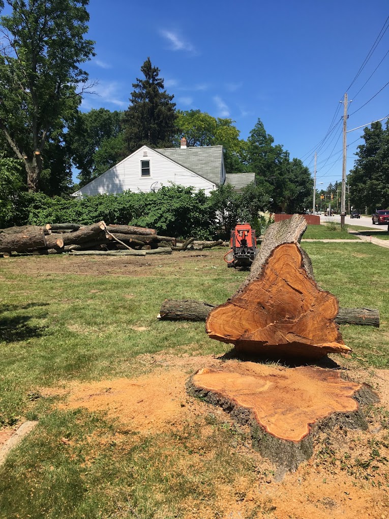 Large Tree cut down