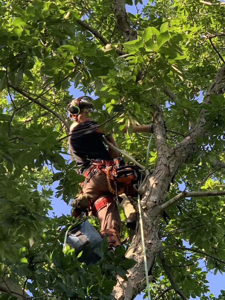 Certified Arborist working in tree