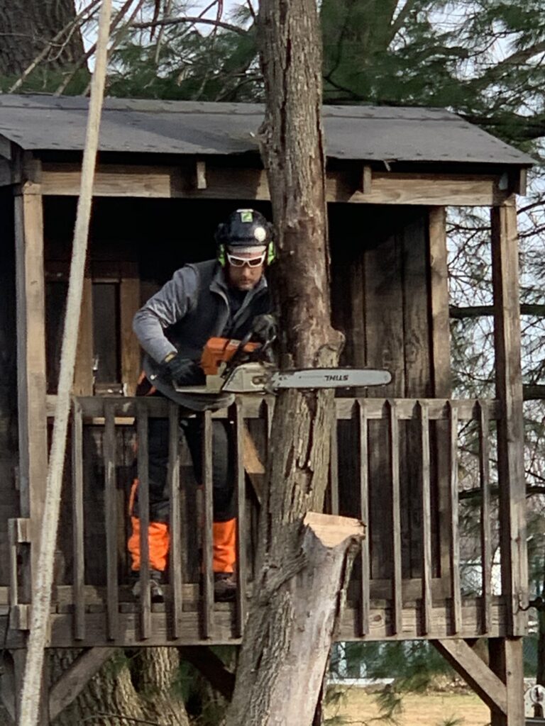 Certified Arborist cutting tree from tree stand